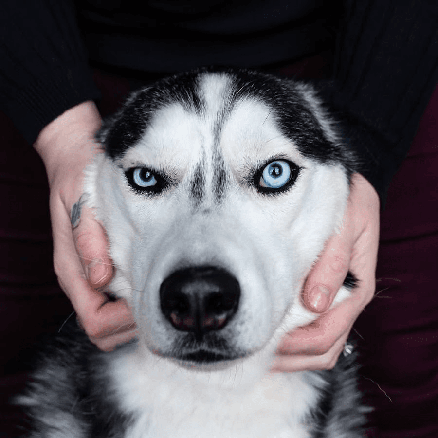Husky Moon’s YouTube Success: From Pet Videos to $41K Annual Revenue