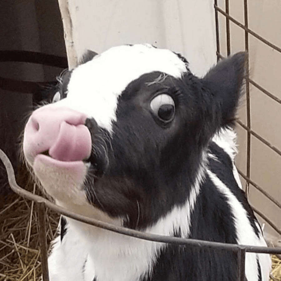 How One YouTuber Made $23K a Year Filming Cows